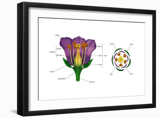 Diagram on Right Shows Arrangement of Floral Parts in Cross Section at the Flower's Base. Plants-Encyclopaedia Britannica-Framed Art Print