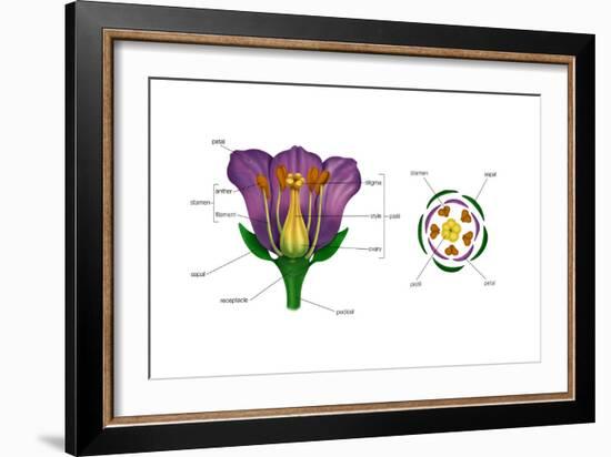 Diagram on Right Shows Arrangement of Floral Parts in Cross Section at the Flower's Base. Plants-Encyclopaedia Britannica-Framed Art Print