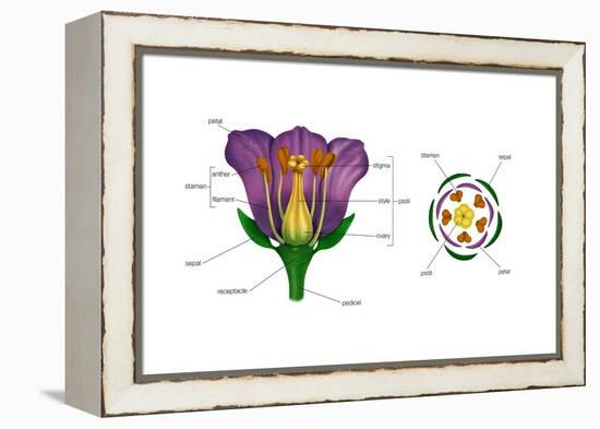 Diagram on Right Shows Arrangement of Floral Parts in Cross Section at the Flower's Base. Plants-Encyclopaedia Britannica-Framed Stretched Canvas