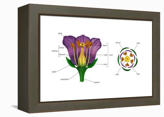 Diagram on Right Shows Arrangement of Floral Parts in Cross Section at the Flower's Base. Plants-Encyclopaedia Britannica-Framed Stretched Canvas