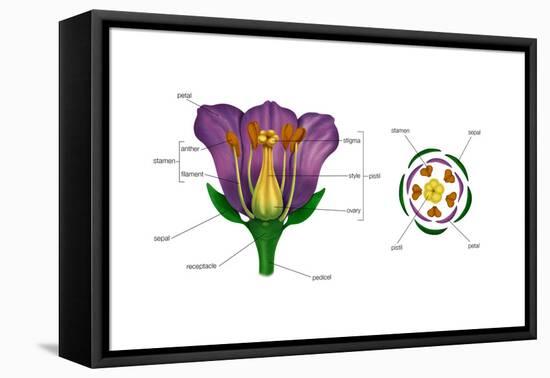 Diagram on Right Shows Arrangement of Floral Parts in Cross Section at the Flower's Base. Plants-Encyclopaedia Britannica-Framed Stretched Canvas