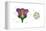 Diagram on Right Shows Arrangement of Floral Parts in Cross Section at the Flower's Base. Plants-Encyclopaedia Britannica-Framed Stretched Canvas