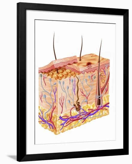 Art Print, , large