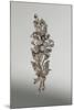 Diamond Brooch in Form of Branch in Blossom, around 1890-null-Mounted Giclee Print