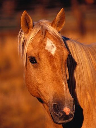 'Diamond Marking Horse's Forehead' Photographic Print - Darrell Gulin