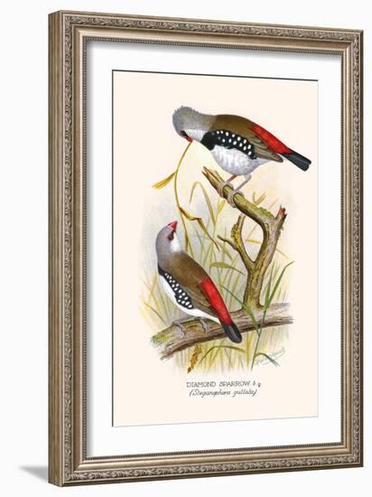 Diamond Sparrow or White Headed Finch-F.w. Frohawk-Framed Art Print