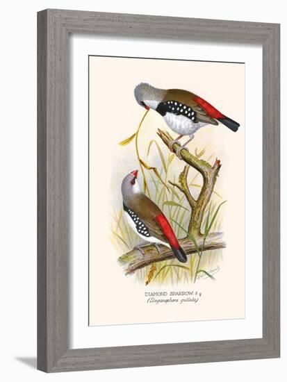 Diamond Sparrow or White Headed Finch-F.w. Frohawk-Framed Art Print