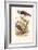 Diamond Sparrow or White Headed Finch-F.w. Frohawk-Framed Art Print