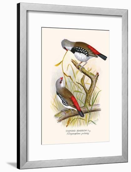 Diamond Sparrow or White Headed Finch-F.w. Frohawk-Framed Art Print