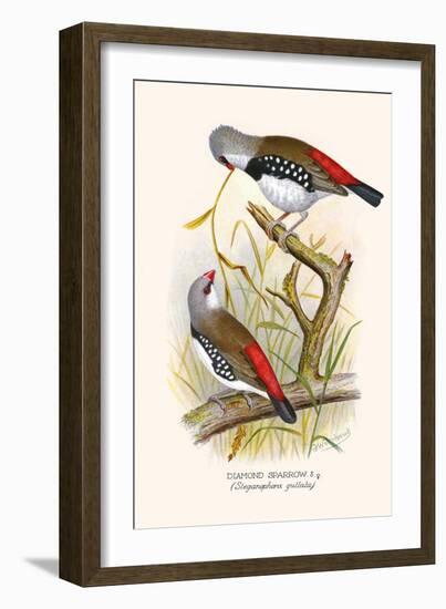 Diamond Sparrow or White Headed Finch-F.w. Frohawk-Framed Art Print