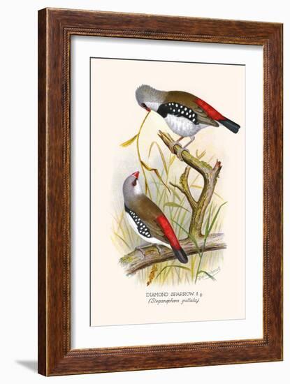 Diamond Sparrow or White Headed Finch-F.w. Frohawk-Framed Art Print