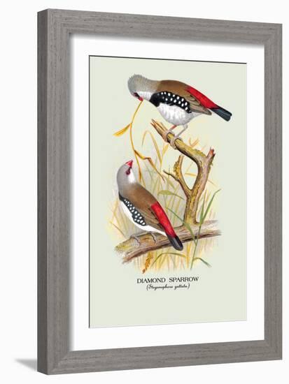 Diamond Sparrow-Arthur G. Butler-Framed Art Print