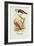 Diamond Sparrow-Arthur G. Butler-Framed Art Print