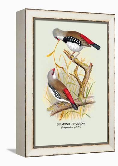 Diamond Sparrow-Arthur G. Butler-Framed Stretched Canvas