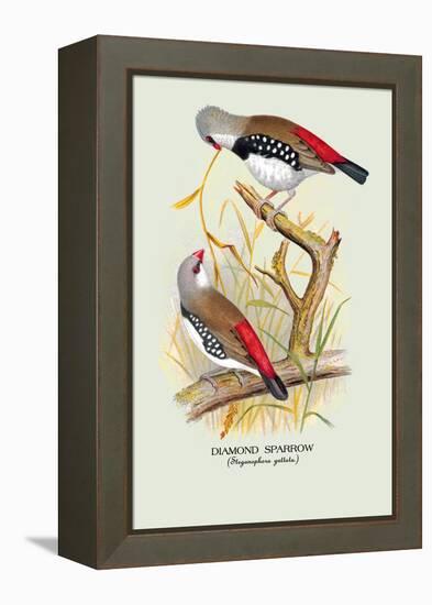 Diamond Sparrow-Arthur G. Butler-Framed Stretched Canvas