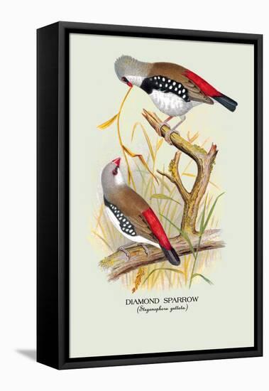 Diamond Sparrow-Arthur G. Butler-Framed Stretched Canvas