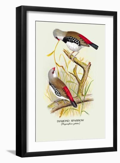 Diamond Sparrow-Arthur G. Butler-Framed Art Print