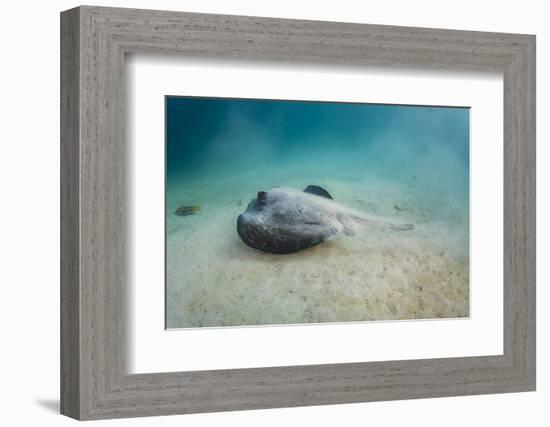 Diamond Stingray (Dasyatis Brevis), Galapagos Islands, Ecuador-Pete Oxford-Framed Photographic Print