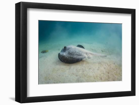 Diamond Stingray (Dasyatis Brevis), Galapagos Islands, Ecuador-Pete Oxford-Framed Photographic Print