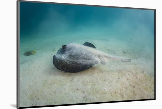 Diamond Stingray (Dasyatis Brevis), Galapagos Islands, Ecuador-Pete Oxford-Mounted Photographic Print