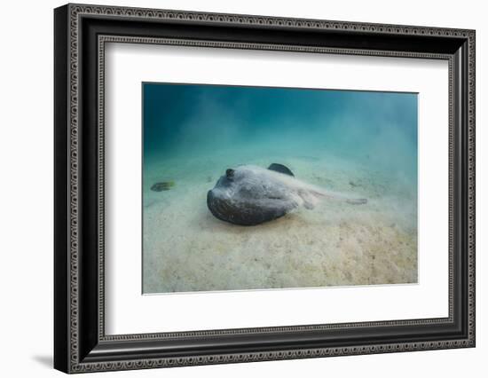 Diamond Stingray (Dasyatis Brevis), Galapagos Islands, Ecuador-Pete Oxford-Framed Photographic Print