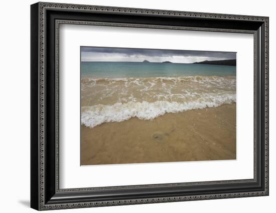 Diamond Stingray, Floreana Galapagos Islands, Ecuador-Pete Oxford-Framed Photographic Print