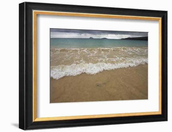 Diamond Stingray, Floreana Galapagos Islands, Ecuador-Pete Oxford-Framed Photographic Print