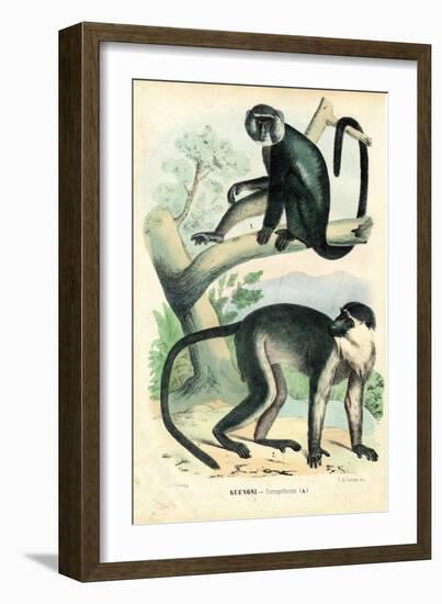 Diana Monkey, 1863-79-Raimundo Petraroja-Framed Giclee Print