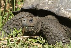 Giant Tortoise, Highlands of Santa Cruz Island, Galapagos Islands-Diane Johnson-Photographic Print