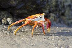 Sally Lightfoot Crab on Floreana Island, Galapagos Islands-Diane Johnson-Photographic Print