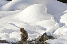 Japanese Macaque (Macaca Fuscata) Female Standing On Hind Legs In Snow, Jigokudani, Japan. February-Diane McAllister-Photographic Print