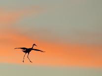 Sandhill Crane (Grus Canadensis) Landing at Sunset. North America-Diane McAllister-Photographic Print