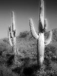 Two Saguaro (Carnegiea Gigantea) Cactii-Diane Miller-Photographic Print