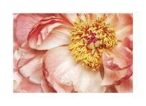 Pink Magnolia-Diane Poinski-Giclee Print