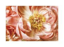 Pink Magnolia-Diane Poinski-Giclee Print