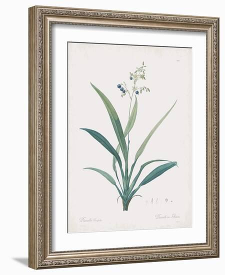 Dianella Ensifolia-Pierre Joseph Redoute-Framed Giclee Print