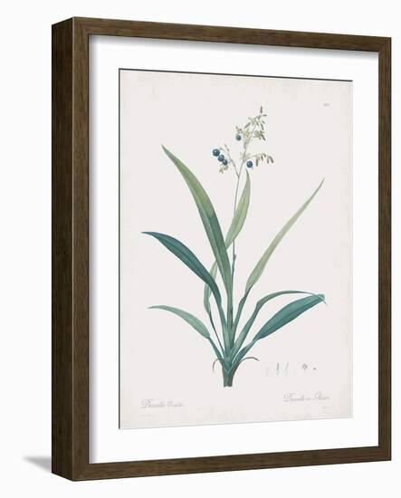 Dianella Ensifolia-Pierre Joseph Redoute-Framed Giclee Print