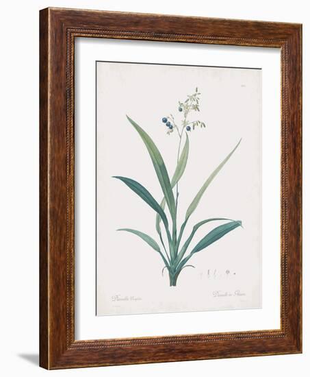 Dianella Ensifolia-Pierre Joseph Redoute-Framed Giclee Print