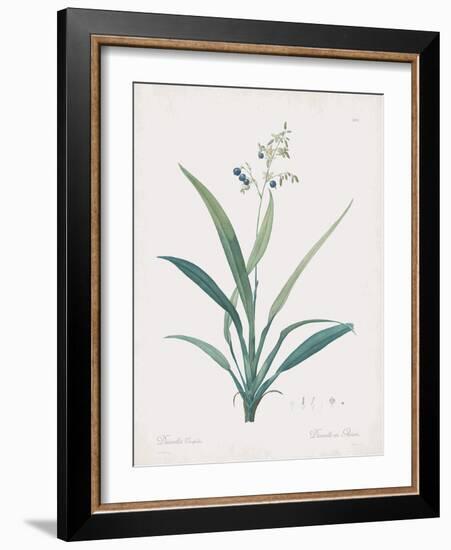 Dianella Ensifolia-Pierre Joseph Redoute-Framed Giclee Print