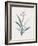 Dianella Ensifolia-Pierre Joseph Redoute-Framed Giclee Print