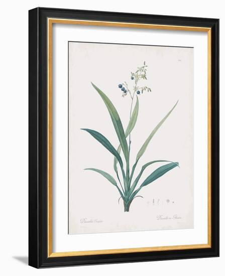 Dianella Ensifolia-Pierre Joseph Redoute-Framed Giclee Print