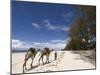 Diani Beach, Near Mombasa, Kenya, East Africa, Africa-Pitamitz Sergio-Mounted Photographic Print