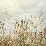 Bluff Grass II-Dianne Poinski-Photographic Print