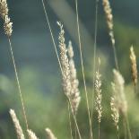 Bluff Grass I-Dianne Poinski-Photographic Print