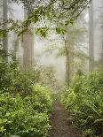 Trees in the Fog II-Dianne Poinski-Photographic Print