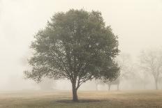 Trees in the Fog II-Dianne Poinski-Photographic Print