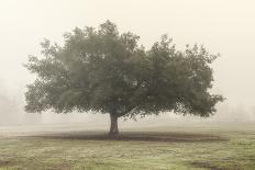 Bluff Grass II-Dianne Poinski-Photographic Print