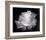 Dianne's Rose (black and white)-Scott Peck-Framed Art Print