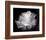 Dianne's Rose (black and white)-Scott Peck-Framed Art Print