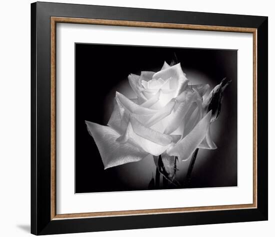 Dianne's Rose (black and white)-Scott Peck-Framed Art Print